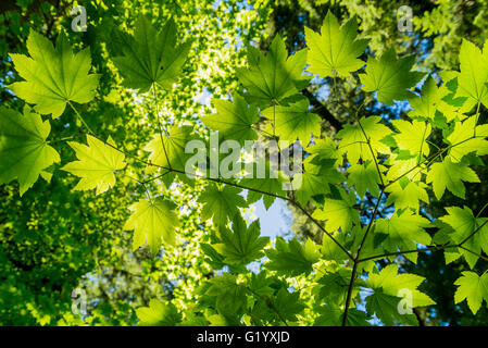 Ahornbaum grüne Blätter Stockfoto