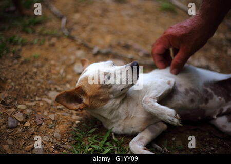 Kleine weiße Hund gestreichelt Stockfoto