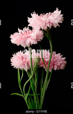 Kleinen Blumenstrauß rosa Kornblumen auf schwarzem Hintergrund. Stockfoto