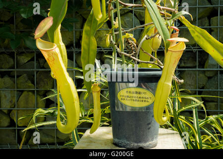 Nepenthacaea Nepenthes Stockfoto