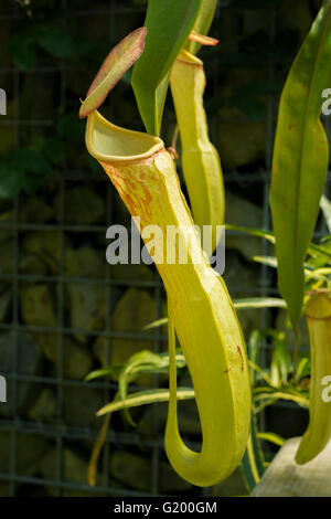 Nepenthacaea Nepenthes Stockfoto