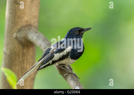 Orientalische Magpie Robin (Copsychus saularis) Western Ghats, Indien. Stockfoto