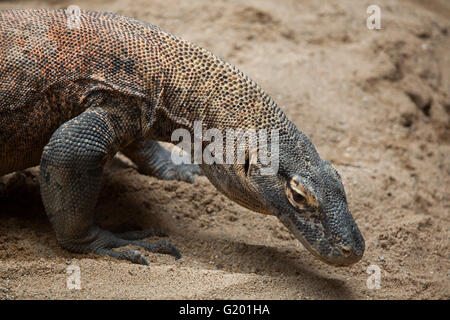 Komodo-Waran (Varanus Komodoensis) am Zoo Prag. Stockfoto