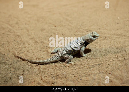 Desert spiny Lizard (Sceloporus Magister) im Zoo Prag. Stockfoto