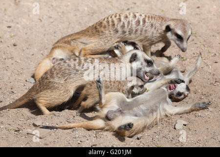 Erdmännchen (Suricata Suricatta), auch bekannt als Suricate am Zoo Prag. Stockfoto