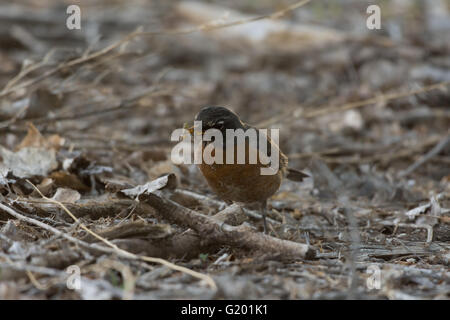 American Robin, (Turdus Migratorius), Futter für Insektenlarven.  Rio Grande Bosque in Albuquerque, New Mexico, USA. Stockfoto