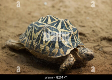 Gemeinsamen Spinne Schildkröte (Pyxis Arachnoides Arachnoides) am Zoo Prag. Stockfoto