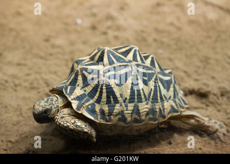 Gemeinsamen Spinne Schildkröte (Pyxis Arachnoides Arachnoides) am Zoo Prag. Stockfoto