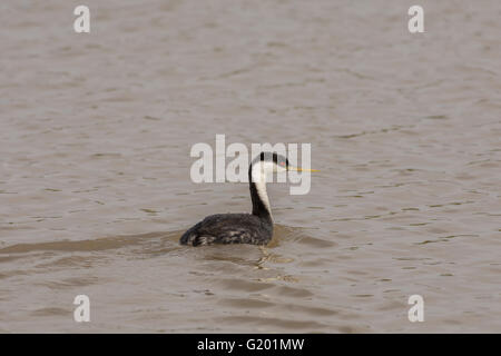 Western Grebe, (Aechmophorus Occidentalis), Bosque del Apache National Wildlife Refuge, New Mexico, USA. Stockfoto