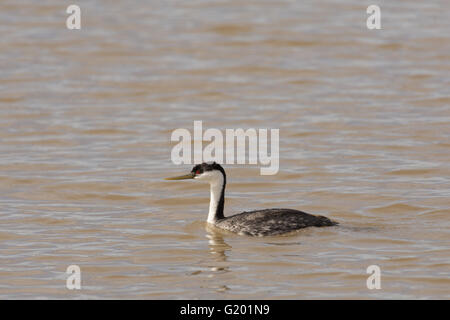 Western Grebe, (Aechmophorus Occidentalis), Bosque del Apache National Wildlife Refuge, New Mexico, USA. Stockfoto