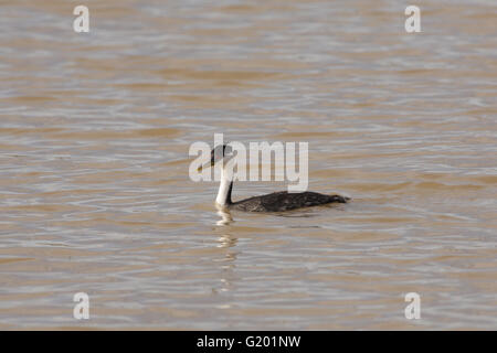 Western Grebe, (Aechmophorus Occidentalis), Bosque del Apache National Wildlife Refuge, New Mexico, USA. Stockfoto