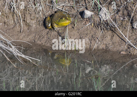 Männlichen amerikanischen Ochsenfrosch, (Lithobates Catesbeianus), Bosque del Apache National Wildlife Refuge, New Mexico, USA. Stockfoto