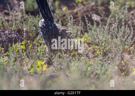 Größere Roadrunner, (Geococcyx Californianus), Bosque del Apache National Wildlife Refuge, New Mexico, USA. Stockfoto