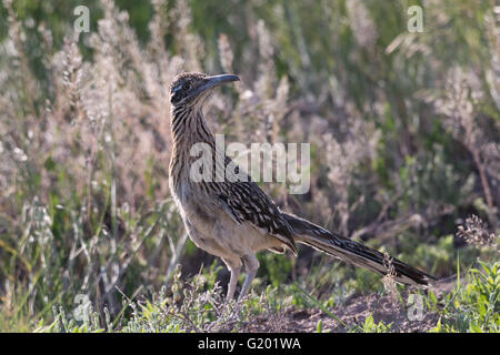 Größere Roadrunner, (Geococcyx Californianus), Bosque del Apache National Wildlife Refuge, New Mexico, USA. Stockfoto