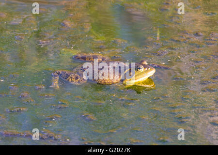 Männlichen amerikanischen Ochsenfrosch, (Lithobates Catesbeianus), Bosque del Apache National Wildlife Refuge, New Mexico, USA. Stockfoto