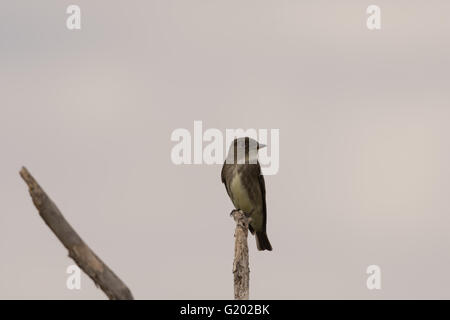 Olive-seitig Flycatcher, (Contopus Cooperi), Bosque del Apache National Wildlife Refuge, New Mexico, USA. Stockfoto