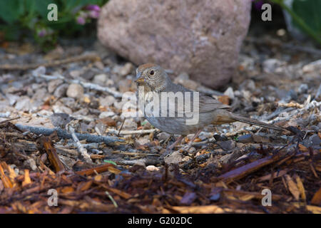 Canyon Towhee, (Melozone Fusca), Bosque del Apache National Wildlife Refuge, New Mexico, USA. Stockfoto