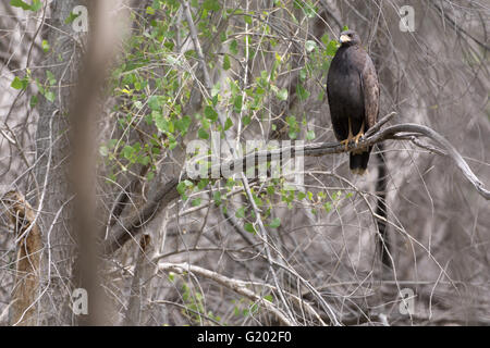 Gemeinsamen Black Hawk (Buteogallus Anthracinus), Bosque del Apache National Wildlife Refuge, New Mexico, USA. Stockfoto