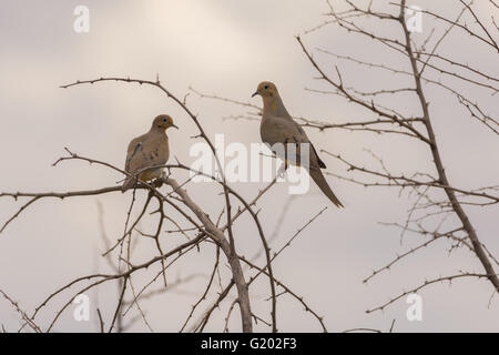 Trauer um Tauben, (Zenaida Macroura), Bosque del Apache National Wildlife Refuge, New Mexico, USA. Stockfoto