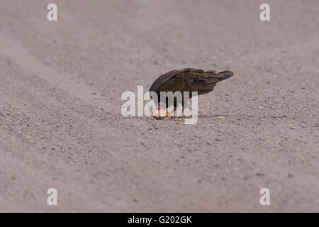 Türkei Geier, (Cathartes Aura), eine Straße zu Essen getötet Western gemalt Schildkröten (Chrysemys Picta Bellii), New Mexico, USA. Stockfoto