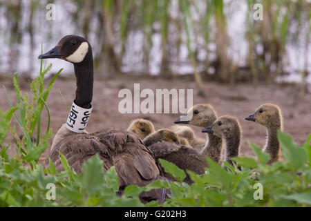 Kanadagans (Branta Canadensis), Gänsel und Eltern.  Bosque del Apache National Wildlife Refuge, New Mexico, USA. Stockfoto