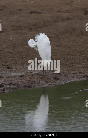 Silberreiher, (Ardea Alba), putzen.  Bosque del Apache National Wildlife Refuge, New Mexico, USA. Stockfoto