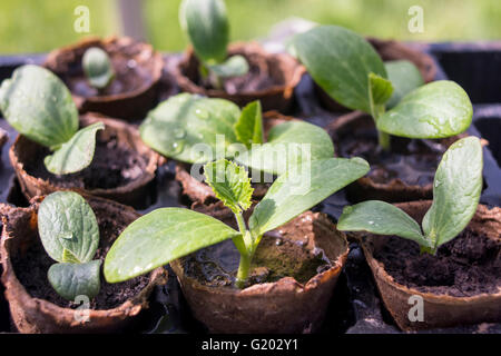 Zucchini-Sämlinge wachsen in biologisch abbaubaren Fasern Töpfen gepflanzt werden warten. Stockfoto