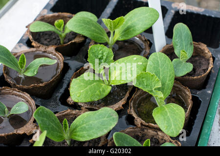 Zucchini (Zucchini) Sämlinge wachsen in biologisch abbaubaren Karte Töpfe warten draußen gepflanzt werden. Stockfoto