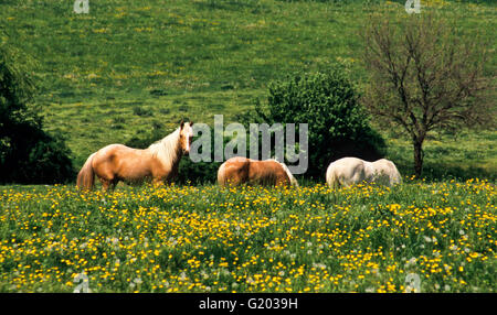 Drei Bauernhof Pferde in einer Frühjahr Weide mit gelben Blüten und blauer Himmel, Lancaster County, Pennsylvania, USA, United States, Landwirtschaft Feder Stockfoto