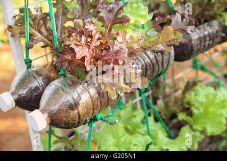 wachsende Salat in gebrauchten Plastikflaschen, Wiederverwendung Recycling-Eco-Konzept, Muskelaufbau Stockfoto