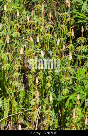 Gemeinsamen Schachtelhalm (Equisetum Arvense) Stockfoto