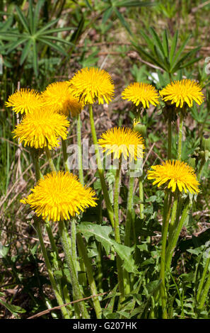 Gemeinsame Löwenzahn (Taraxacum officinale) Stockfoto