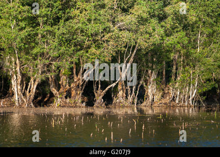 Tropischer Sumpf mit Melaleuca-Cajuput-Bäumen am Lake Peto auf Maubesi, Rote Island, East Nusa Tenggara, Indonesien. Stockfoto