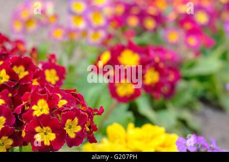 Sortiert, blühenden Frühling Primeln in bunten Blumenbeet Stockfoto