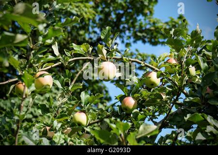 Bio-Äpfel wachsen auf Apfelbaum Stockfoto