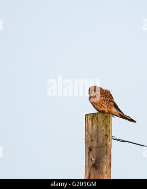 Turmfalke saß auf Posten, die auf der Suche nach Beute Stockfoto