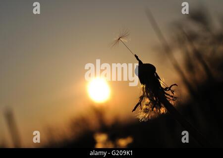 Löwenzahn Silhouette bei Sonnenuntergang mit letzte Samen Stockfoto