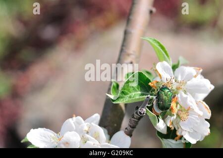 Grüne Mai-Fehler auf einem weißen Blüten Stockfoto