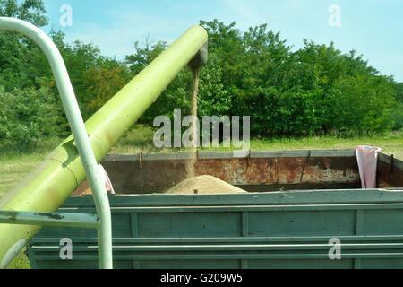 Mähdrescher Getreide in einen LKW zu entleeren. Landwirtschaft und landwirtschaftliche Sammlung Stockfoto