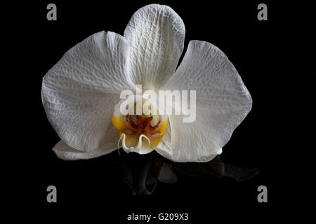 Einzelne Orchidee Blume isoliert auf glänzende schwarze Oberfläche mit leichten Reflexion Stockfoto