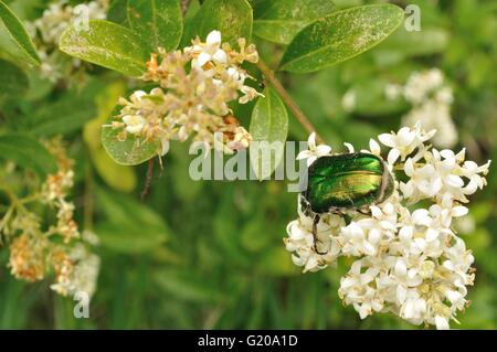 Grüne Mai-Fehler auf einem weißen Blüten Stockfoto