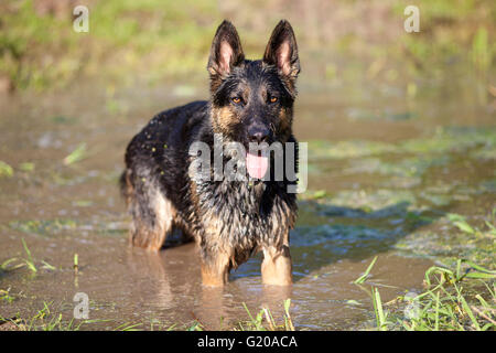 Hund haben Sie Spaß im Sommerurlaub im Wasser schwimmen Stockfoto