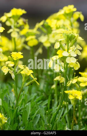 Nahaufnahme der zitronengelben Blüten der mehrjährige alpine Mauerblümchen, Wegrauke "Golden Jubilee" Stockfoto