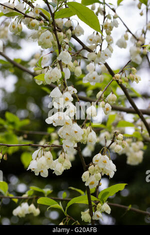 Baumelnde Frühlingsblumen Glocke winterhart Carolina Silverbell, Halesia Carolina "Vestita-Gruppe" Stockfoto