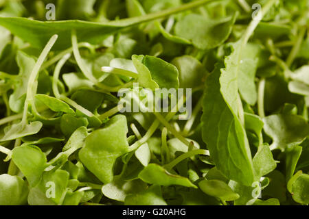 Mikro Oregano Grüns Stockfoto