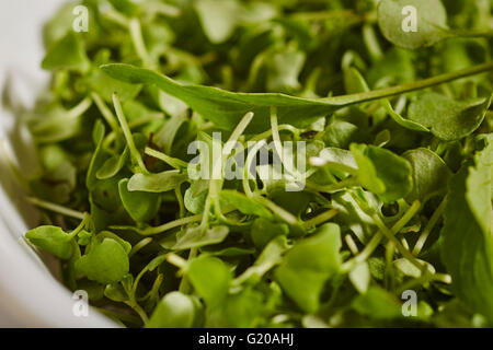 Mikro Oregano Grüns Stockfoto