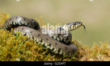 Ein Erwachsener Ringelnatter gegen ein sauberer Hintergrund Aalen in der Sonne auf einem moosigen Bereich mit seiner Zunge heraus streichen. Stockfoto