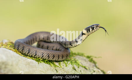 Eine juvenile Ringelnatter (Natrix Natrix) flicking ihre Zunge heraus, während auf einem bemoosten Felsen Aalen Stockfoto