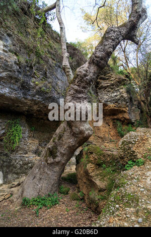 Die Wurzel eines Baumes, um den alten Stein im Regenwald Stockfoto
