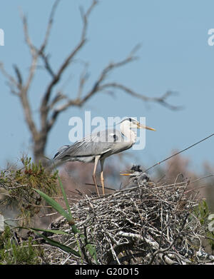 Grey Heron Ardea Cinerea Küken im nest Camargue-Provence-Frankreich Stockfoto